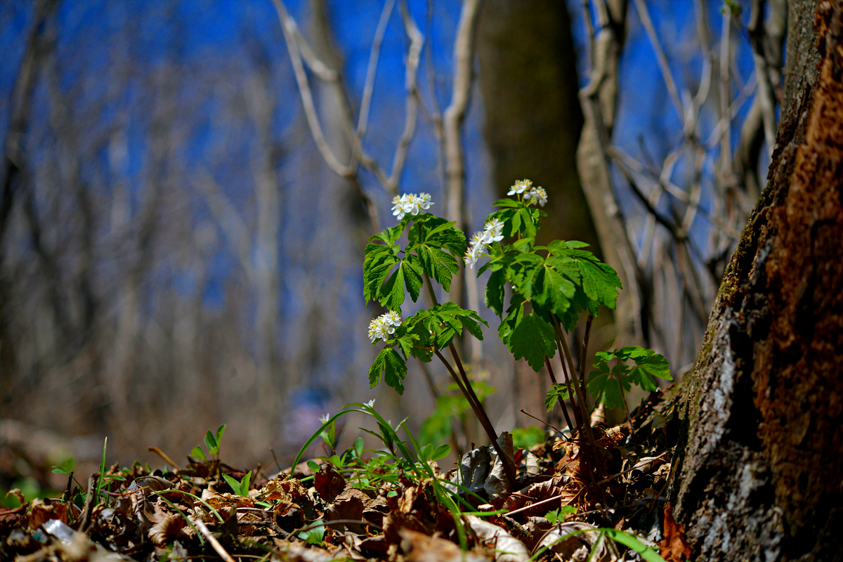 DSC_8976.jpg