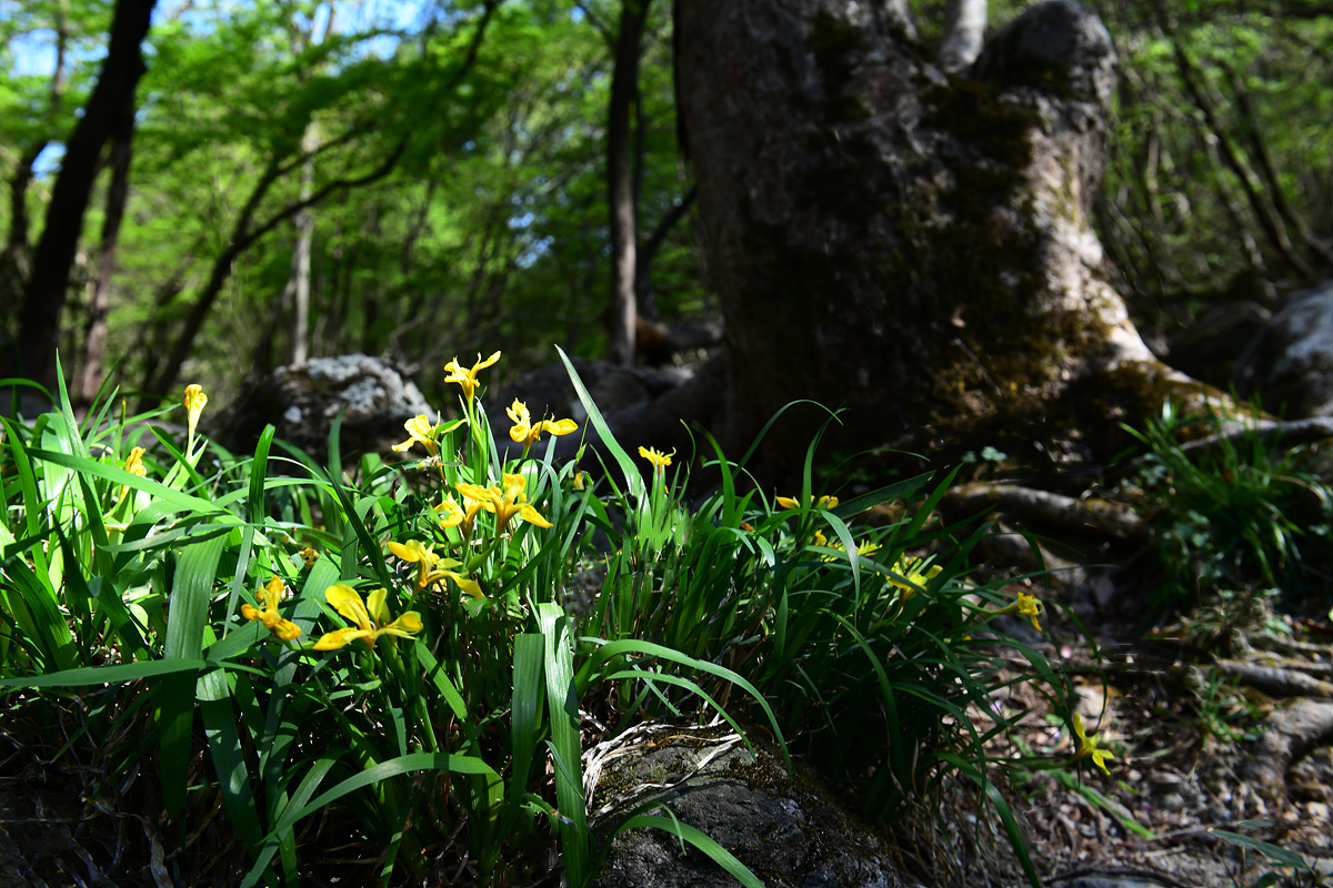 DSC_2762sss.jpg