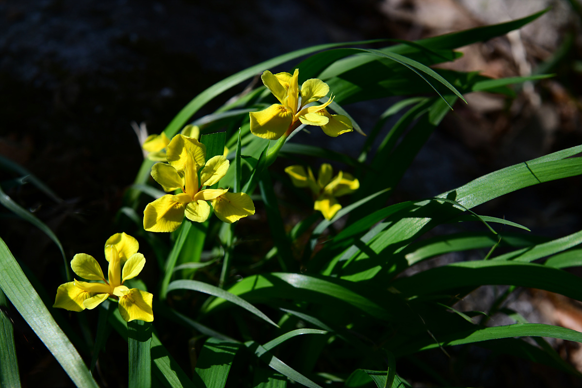DSC_2781sss.jpg