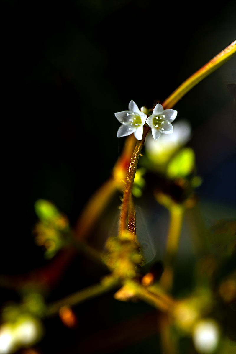 DSC_8830ss.jpg