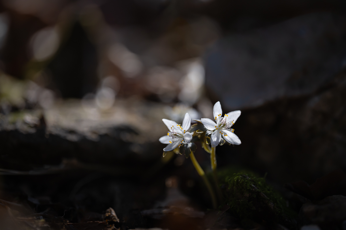 DSC_7256.jpg
