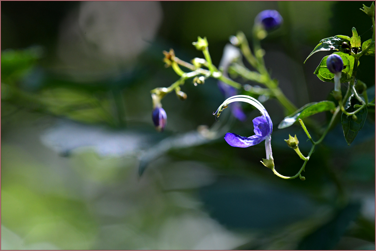 DSC_5975.jpg