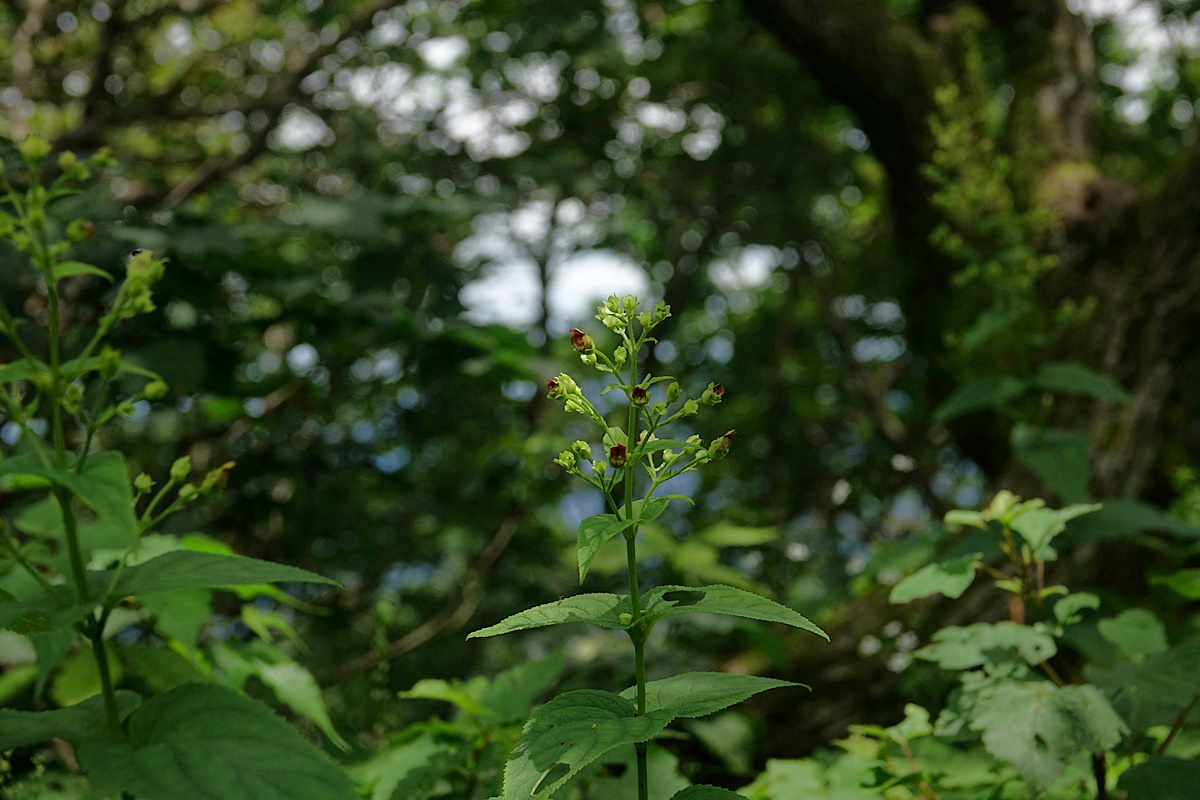 24-07-22 (117)-1.JPG
