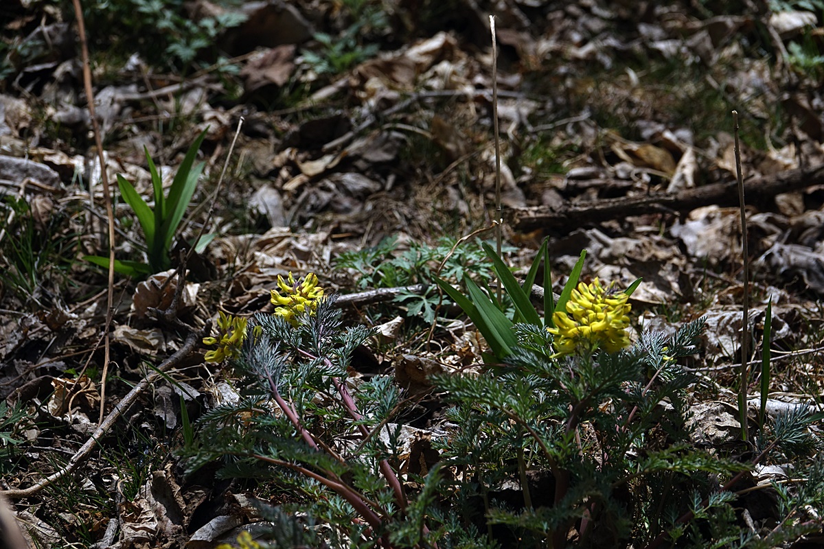 25-03-26 (171)-1.JPG