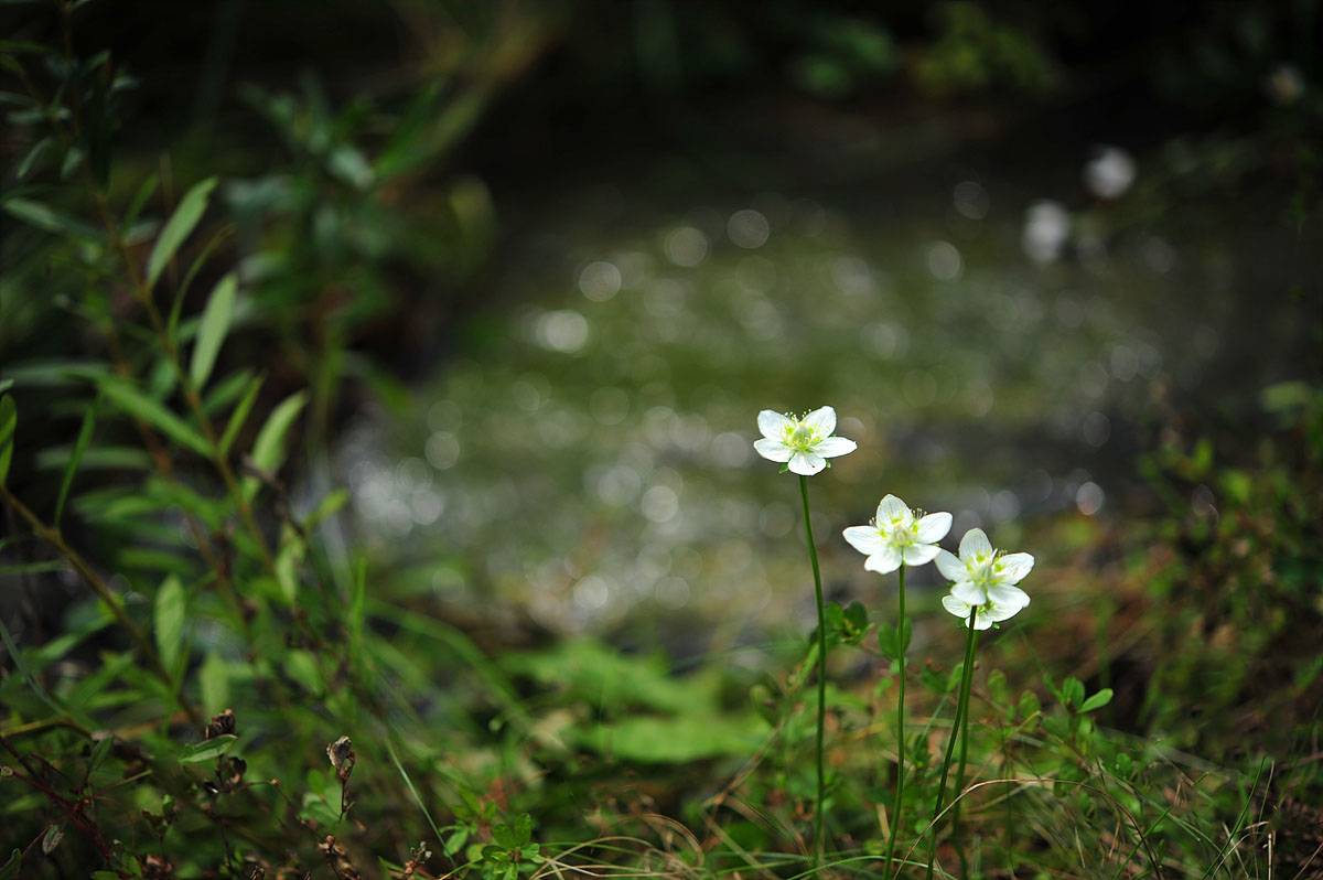 DSC_9681s.jpg
