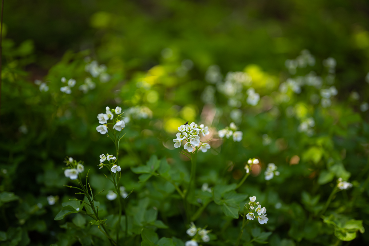 DSC_8811.jpg