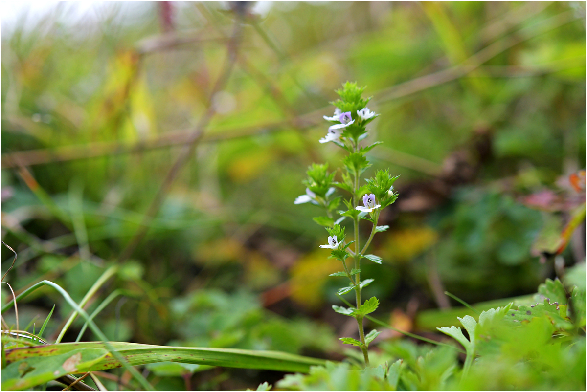 DSC_6114앉은좁쌀풀.jpg