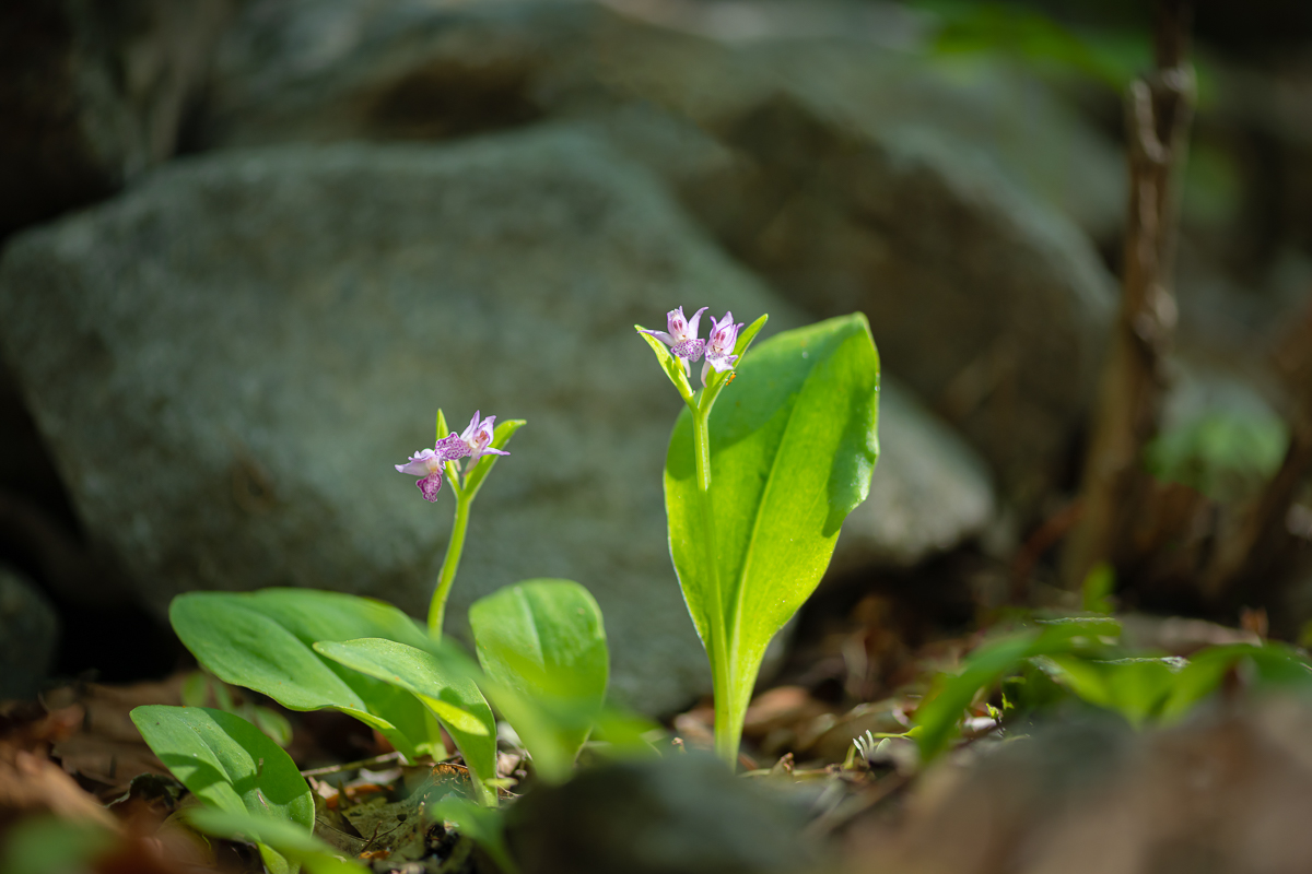 DSC_9520.jpg