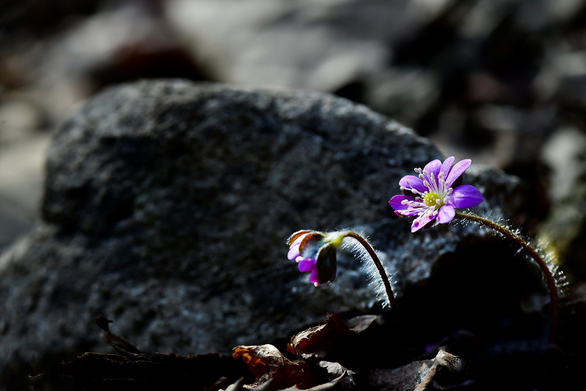 _DSC0186a.jpg