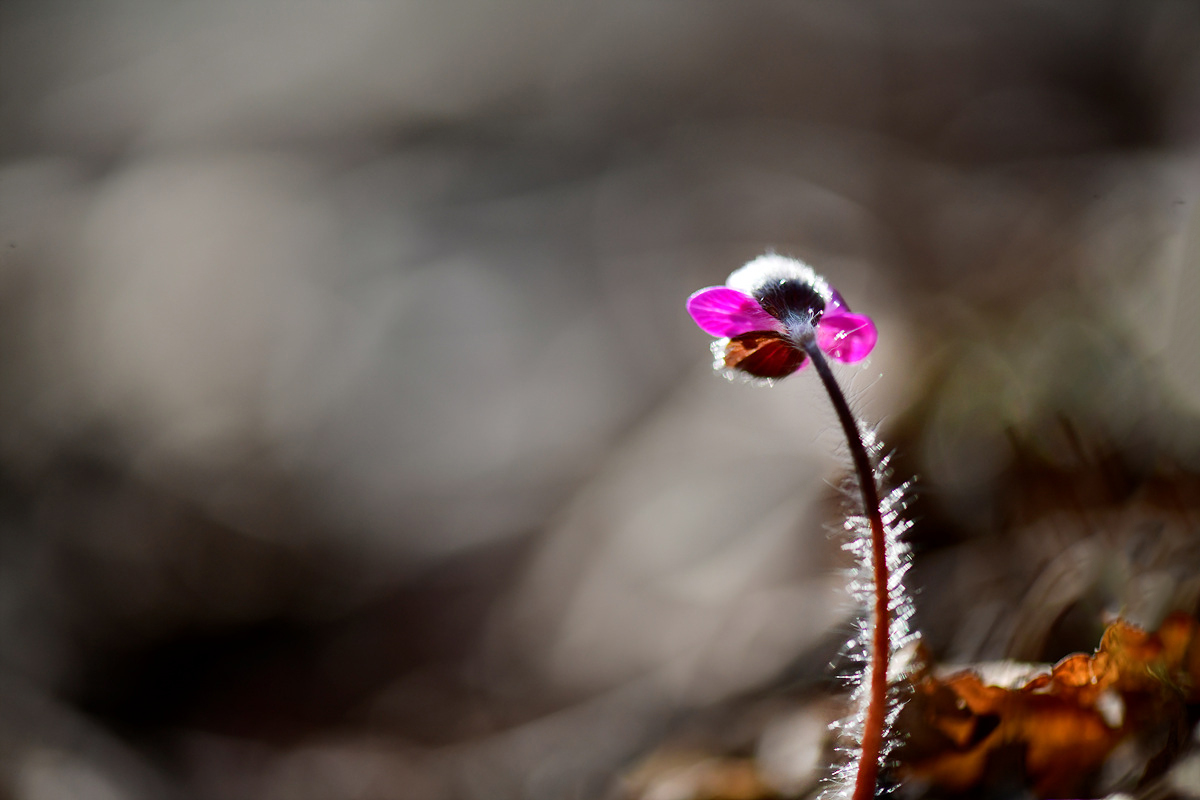 _DSC0201a.jpg