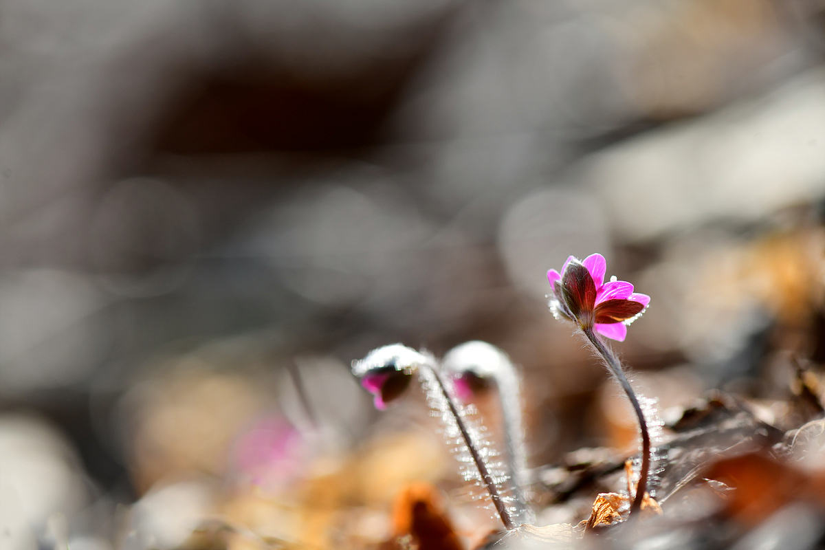 _DSC0205a.jpg