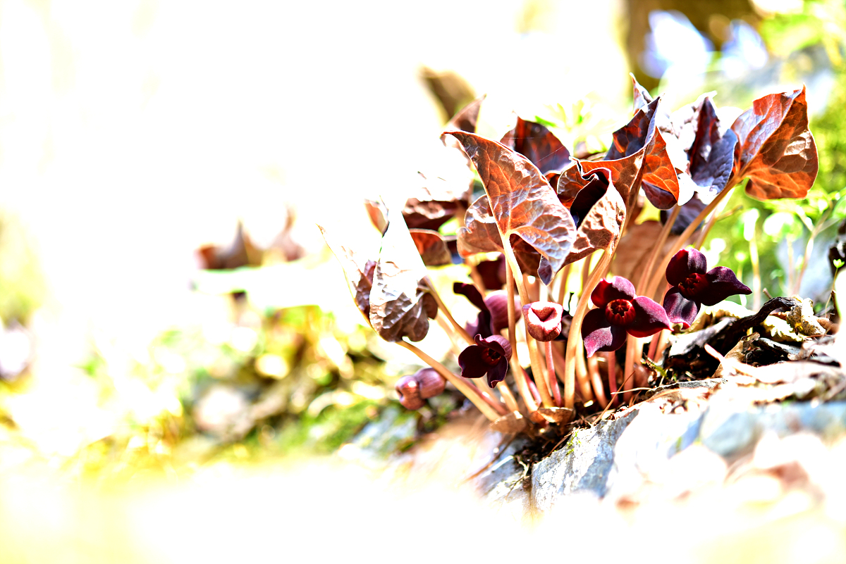 DSC_0127.jpg