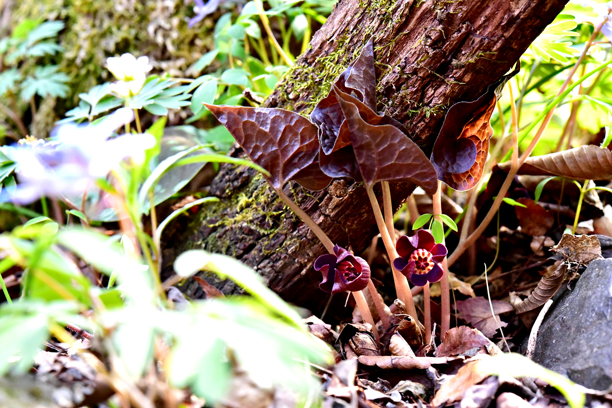 DSC_0248.jpg