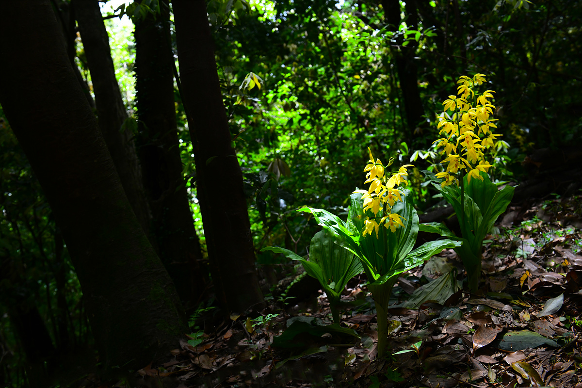 DSC_5147aa.jpg