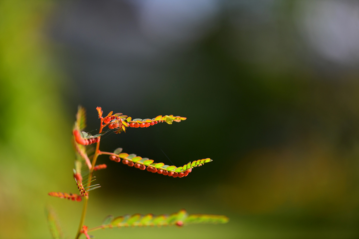 DSC_1979ss.jpg