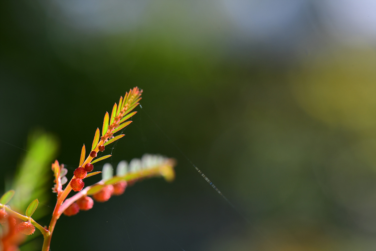 DSC_1962ss.jpg