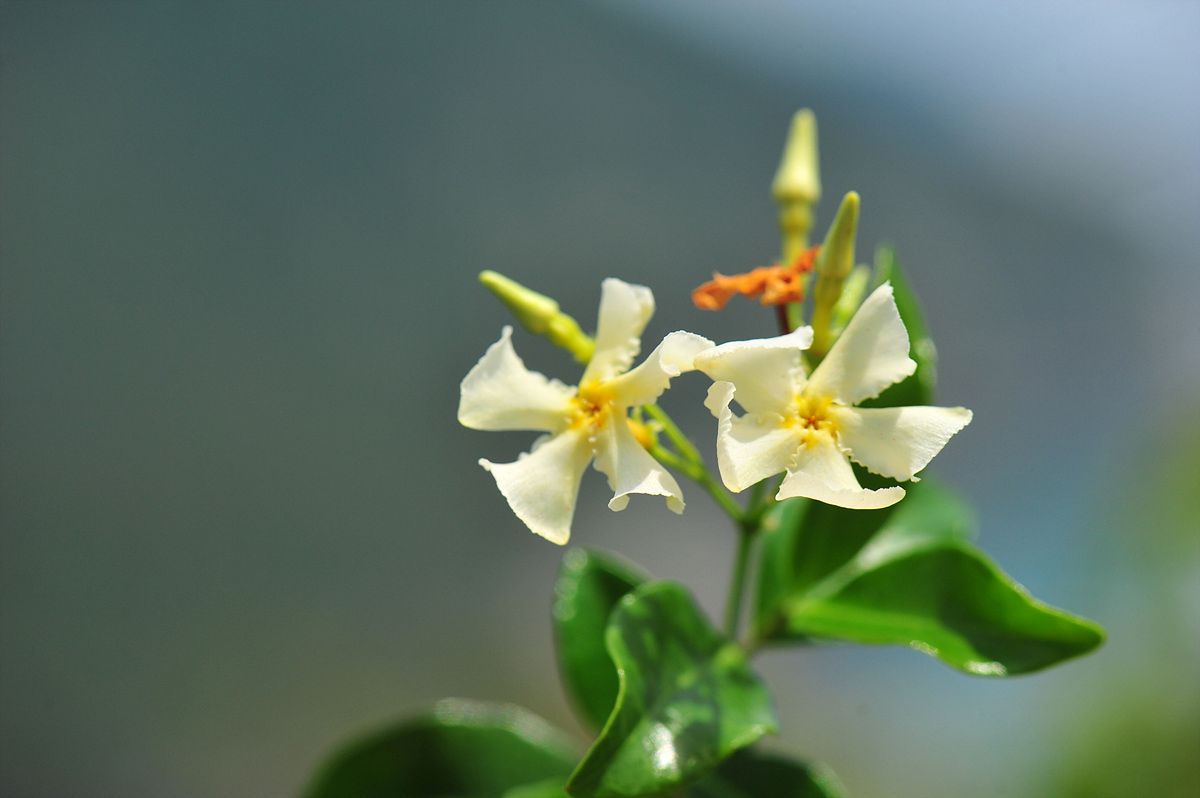 DSC_7063s.jpg