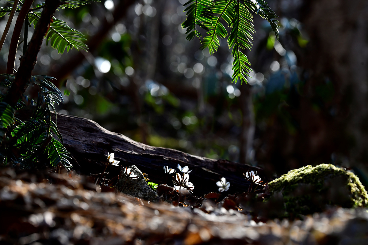 _DSC0308a.jpg