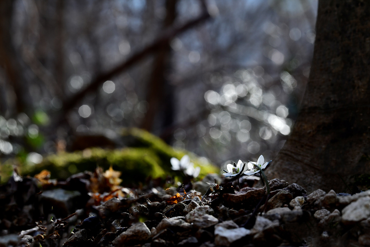 _DSC0339a.jpg