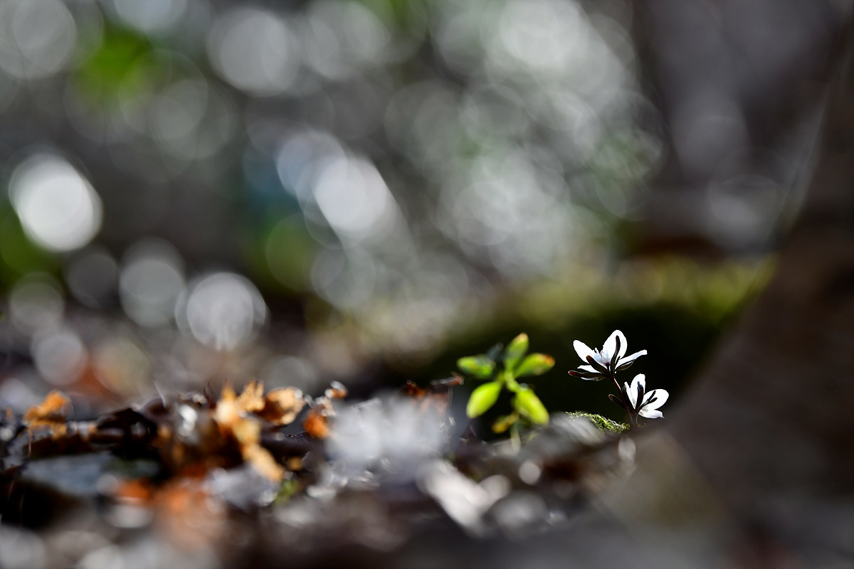 _DSC0355a.jpg