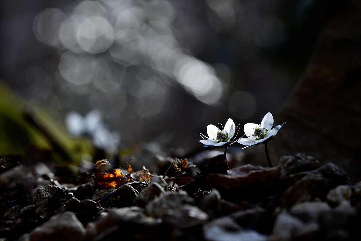 _DSC0336a.jpg