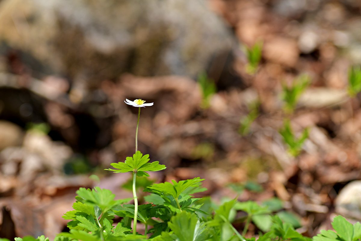 DSC_8603.jpg