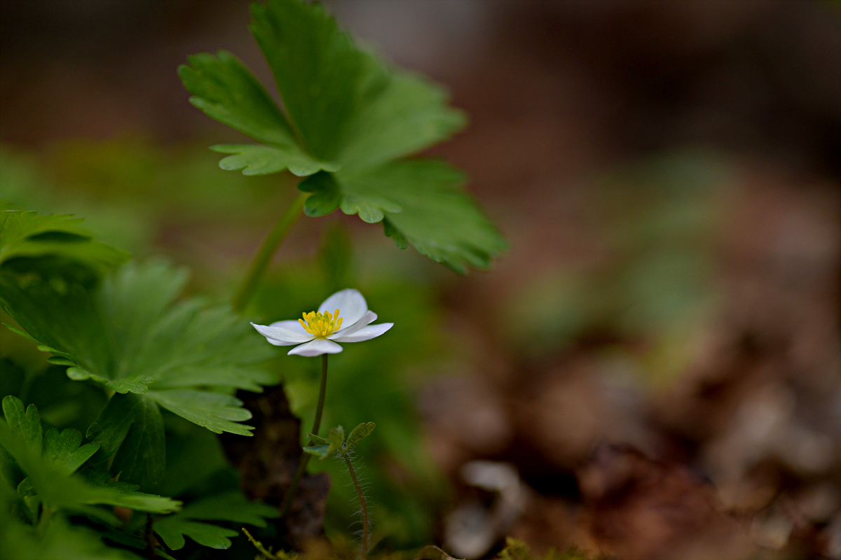 DSC_8596.jpg