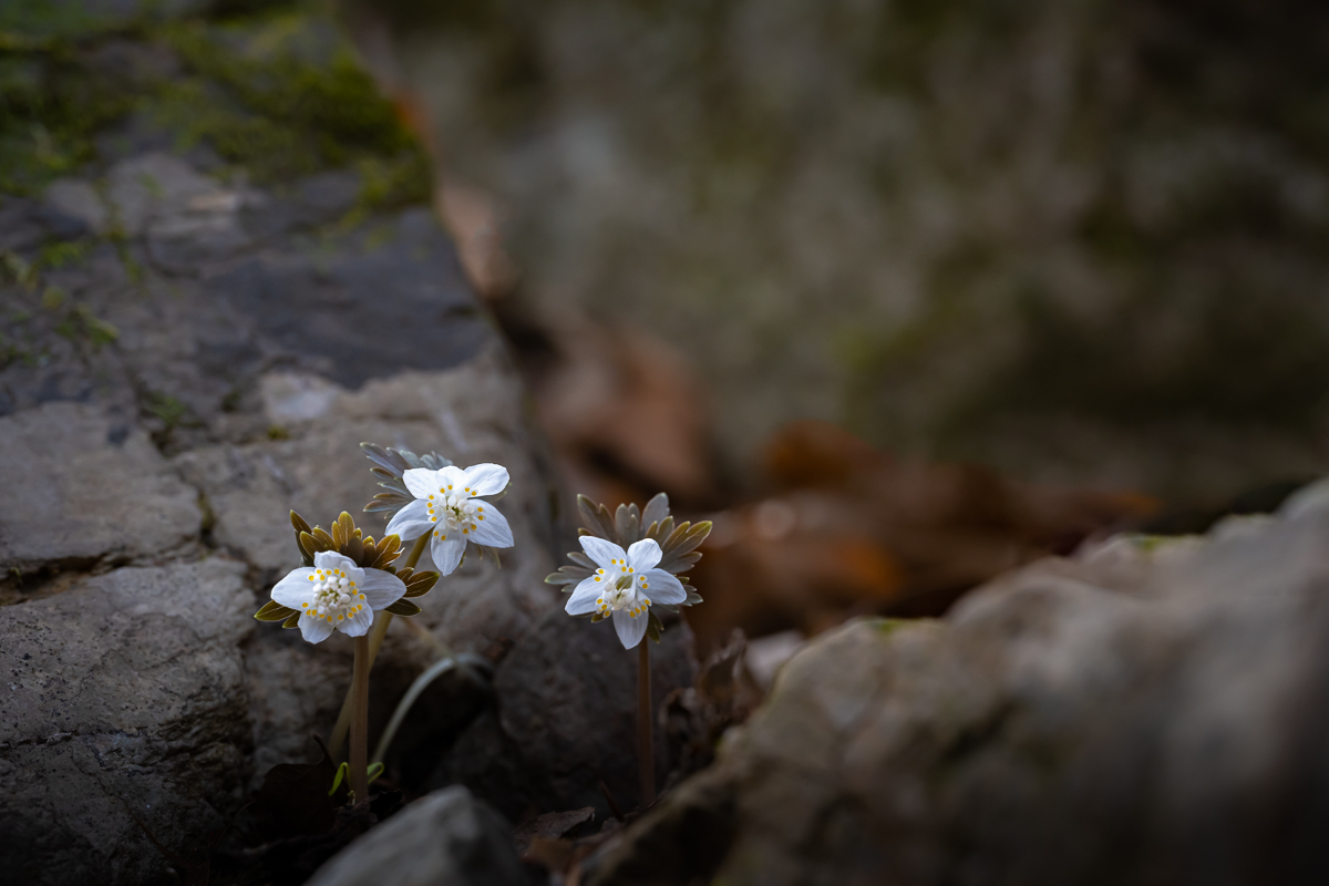 DSC_5767.jpg