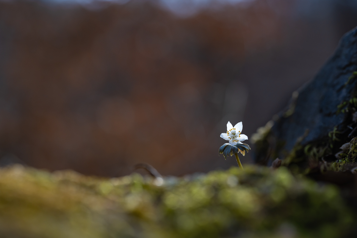 DSC_5793.jpg