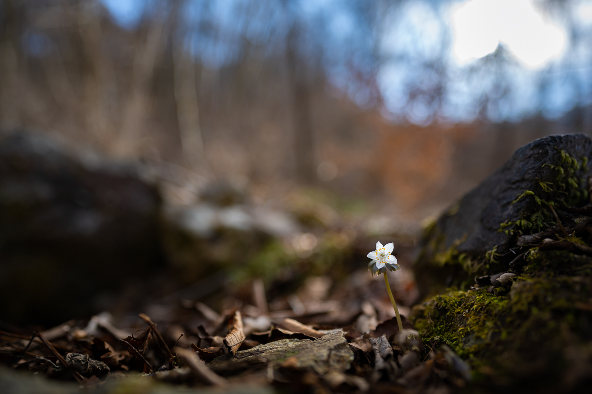 DSC_5798.jpg
