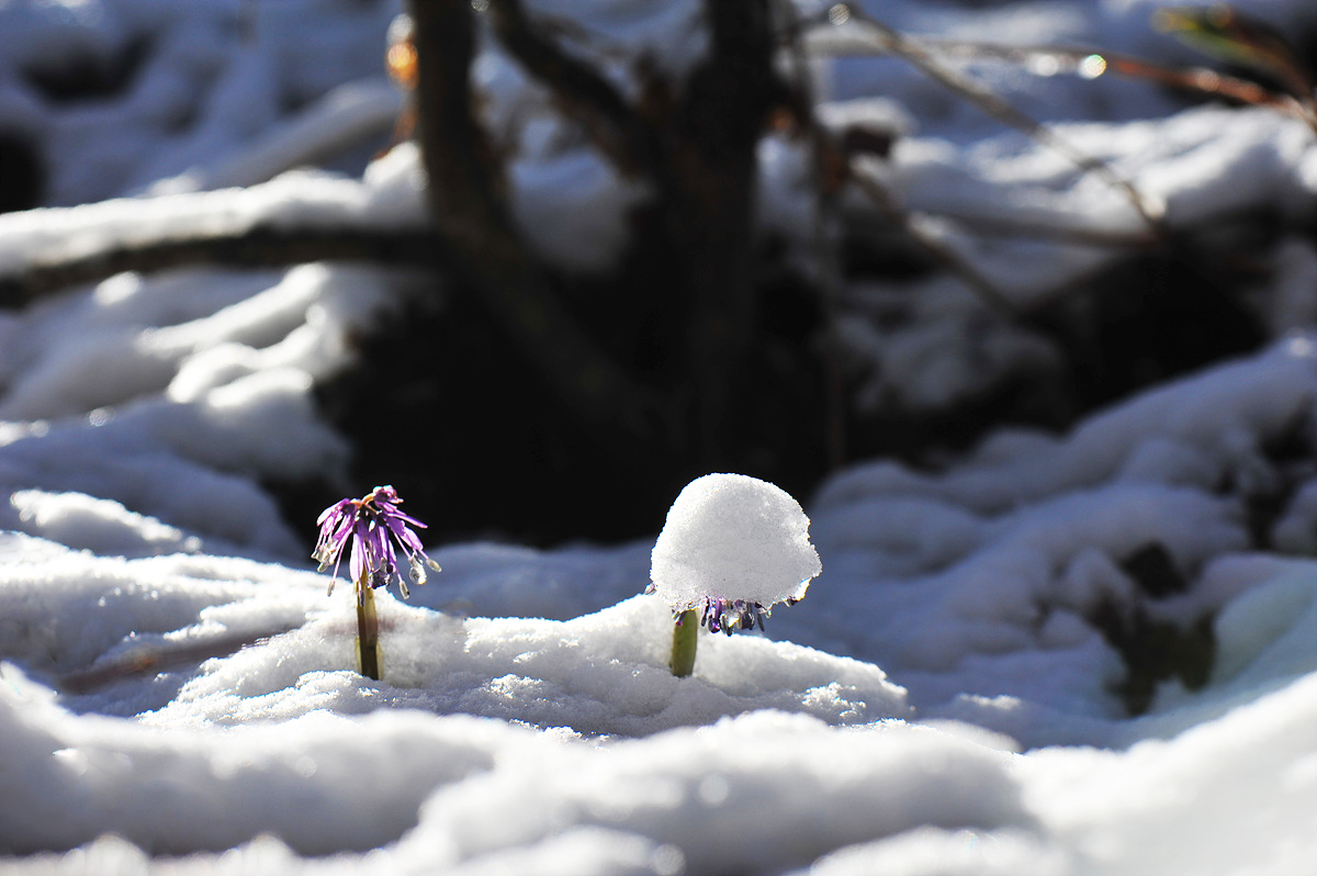 DSC_4994s.jpg