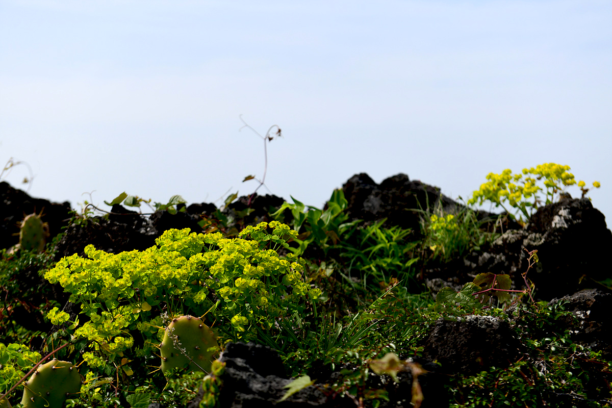 DSC_4741sss.jpg