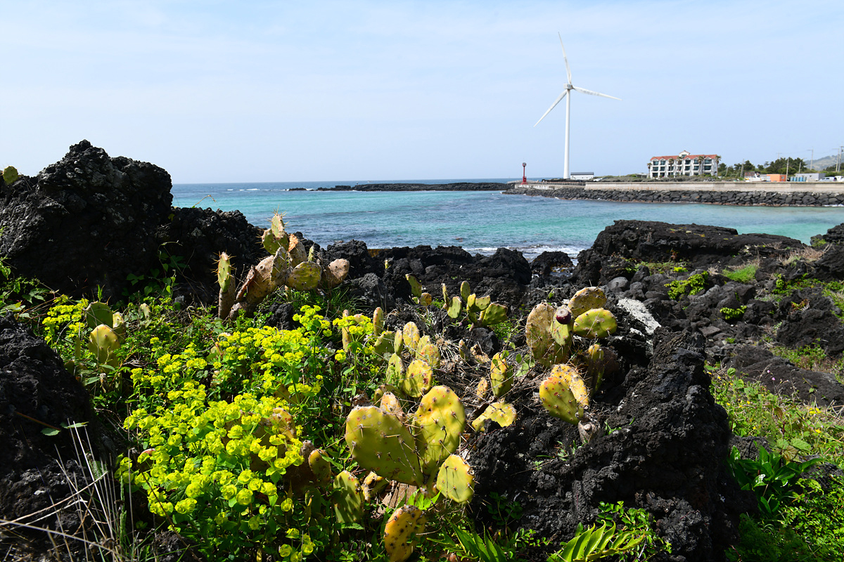 DSC_4729aaa.jpg