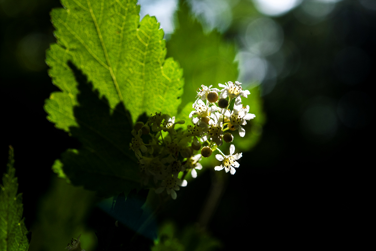 _DSC6562zz.jpg