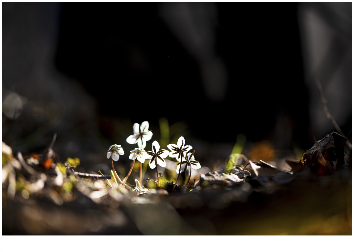 _DSC6534-1.jpg