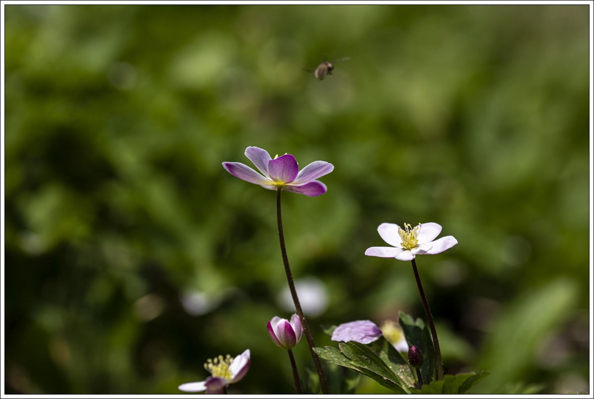 0L3A0985-12.jpg