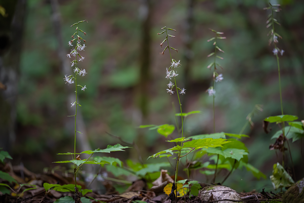 DSC_1140.jpg