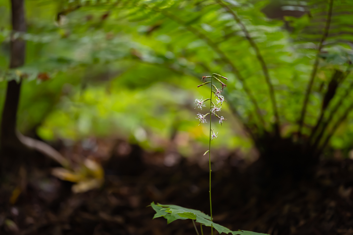DSC_1077.jpg