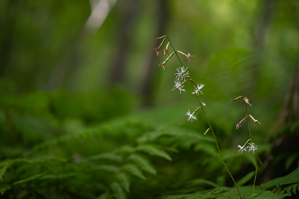 DSC_1084.jpg