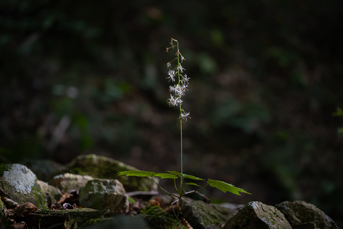 DSC_1094.jpg