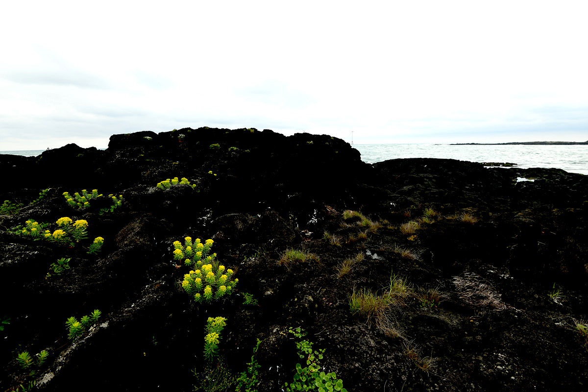 DSC_5806aaaa.jpg
