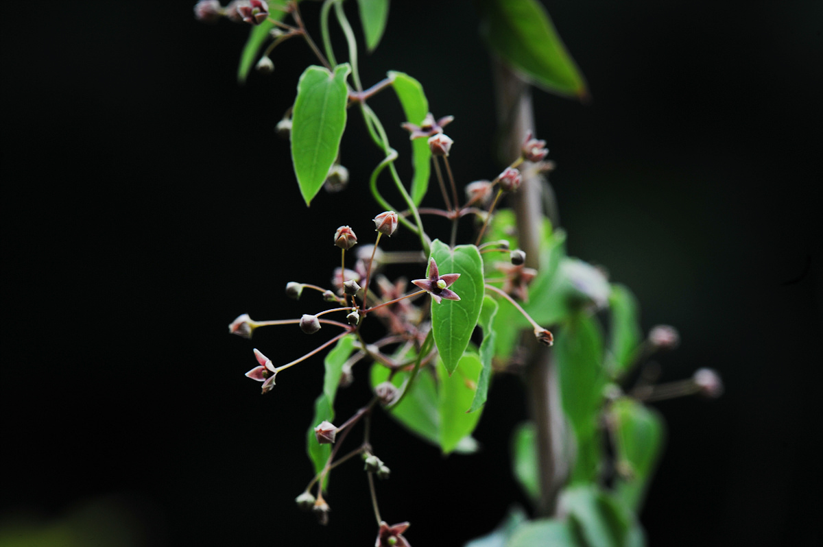 DSC_8687aa.jpg