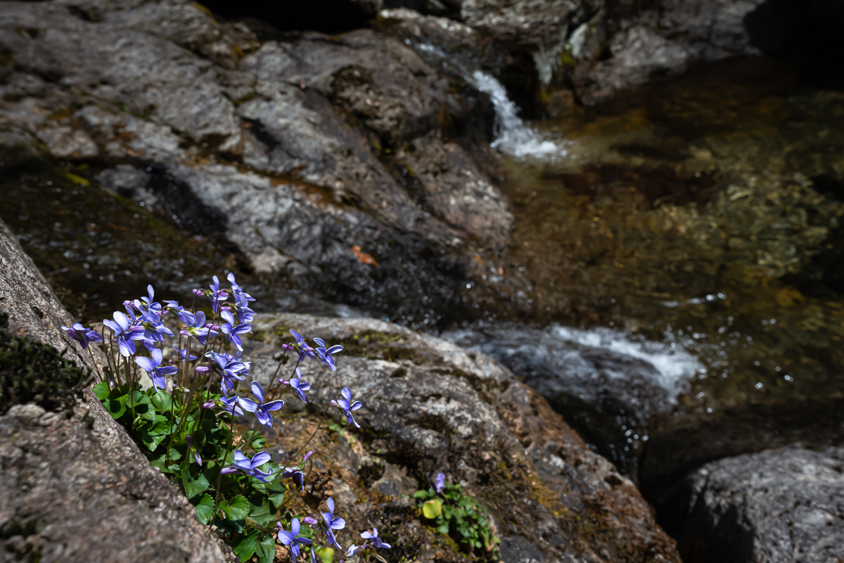 DSC_0407.jpg