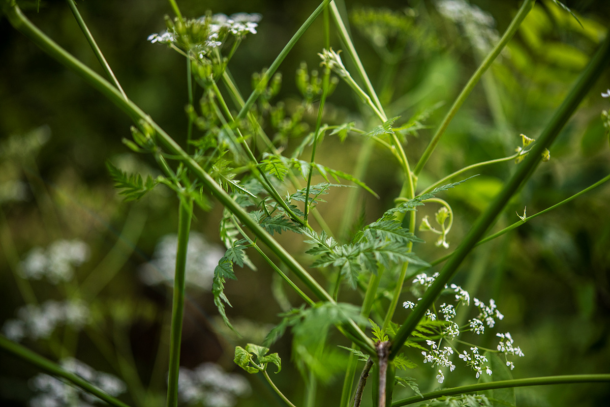 _DSC6529aa.jpg