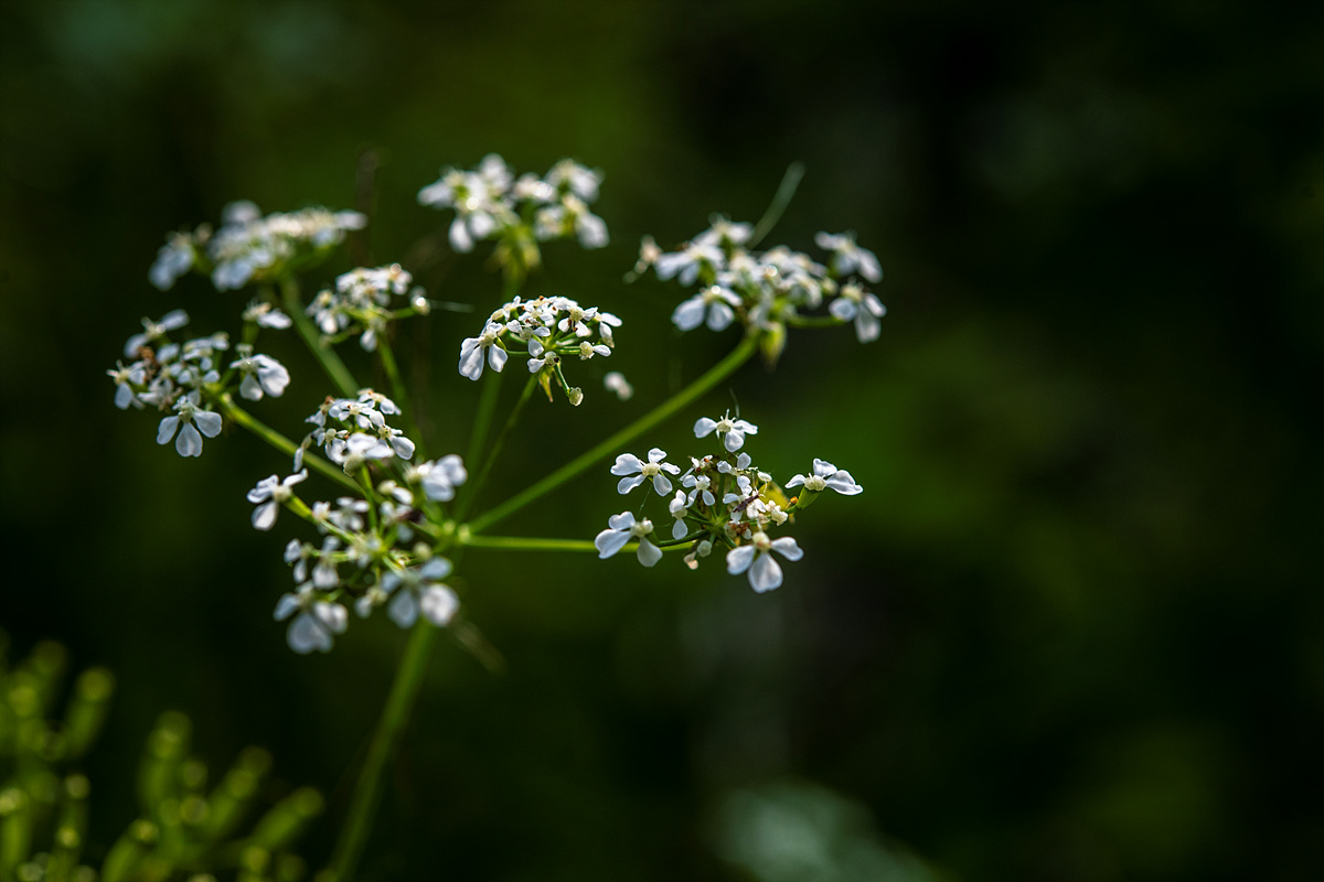 _DSC6527xx.jpg