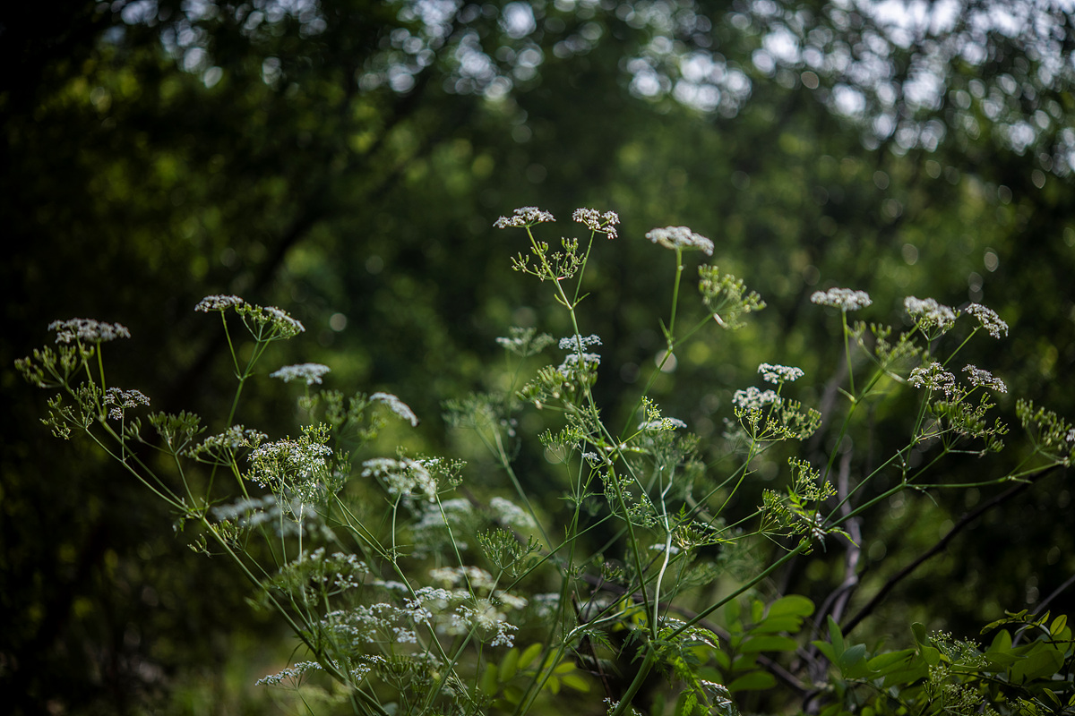 _DSC6528aa.jpg