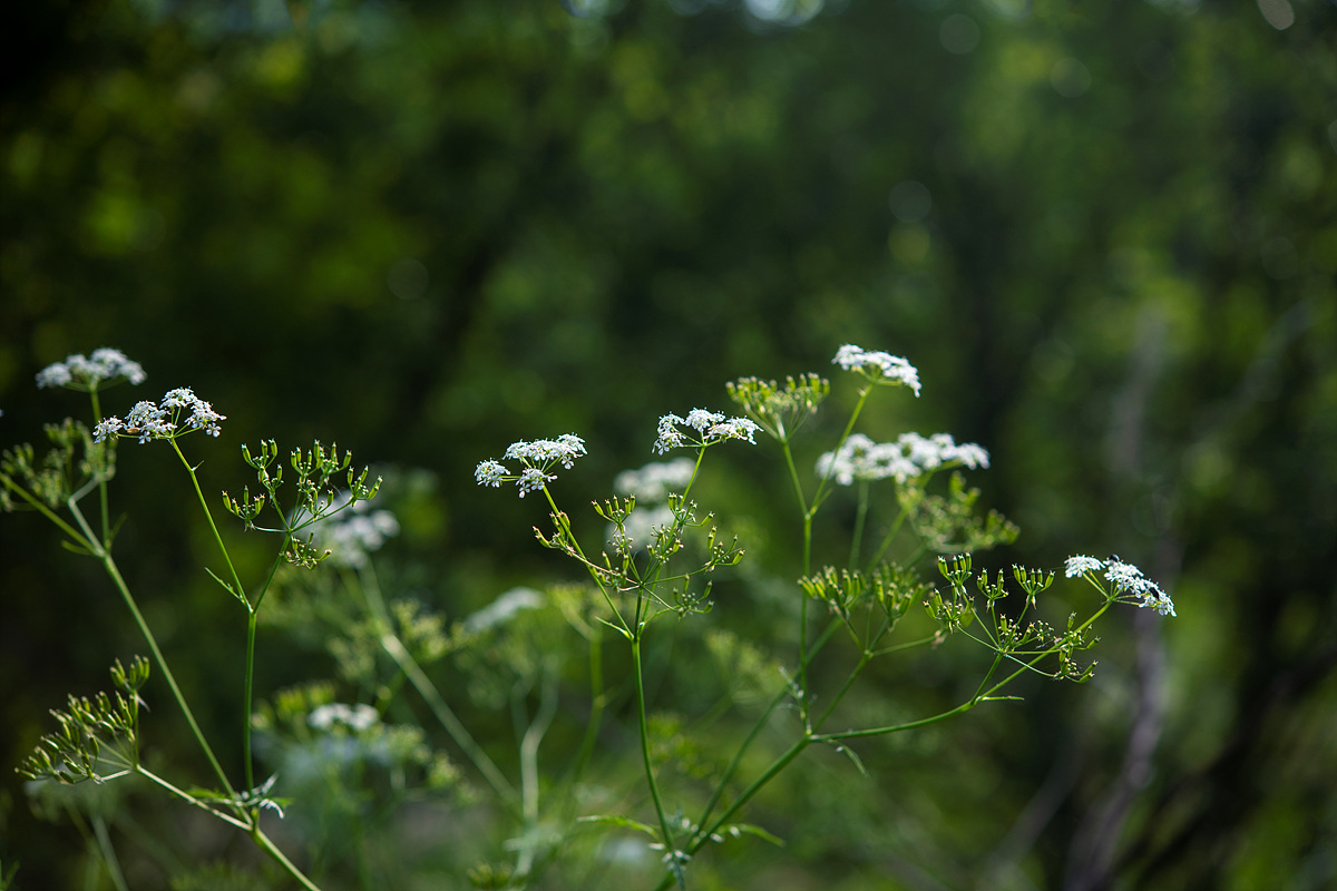 _DSC6524aa.jpg