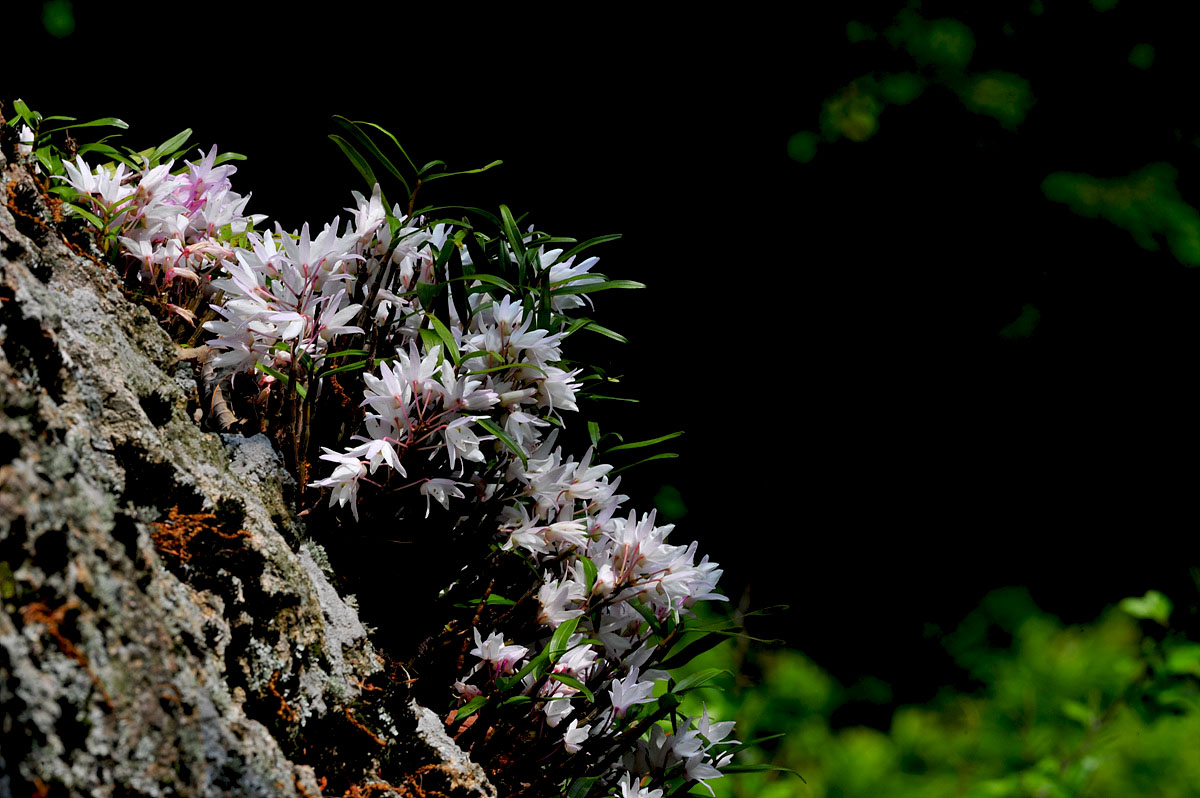 DSC_0581ss.jpg
