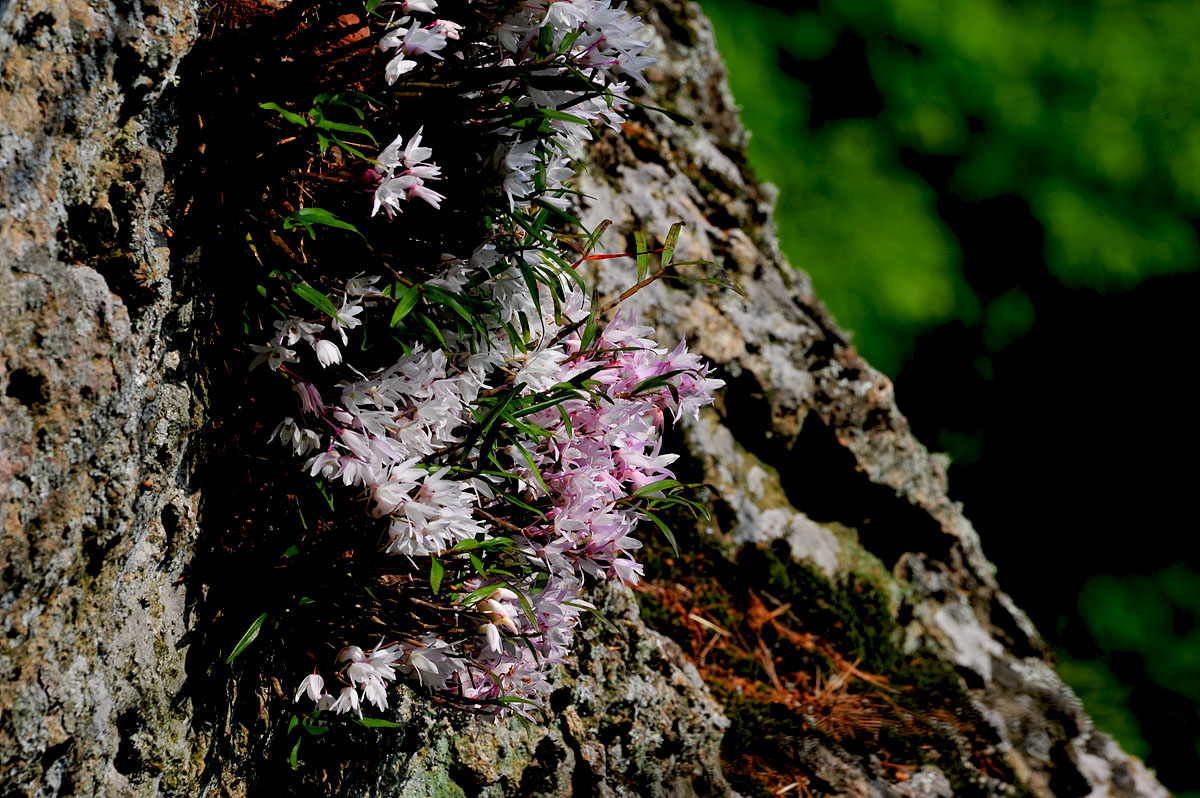 DSC_0566ss.jpg