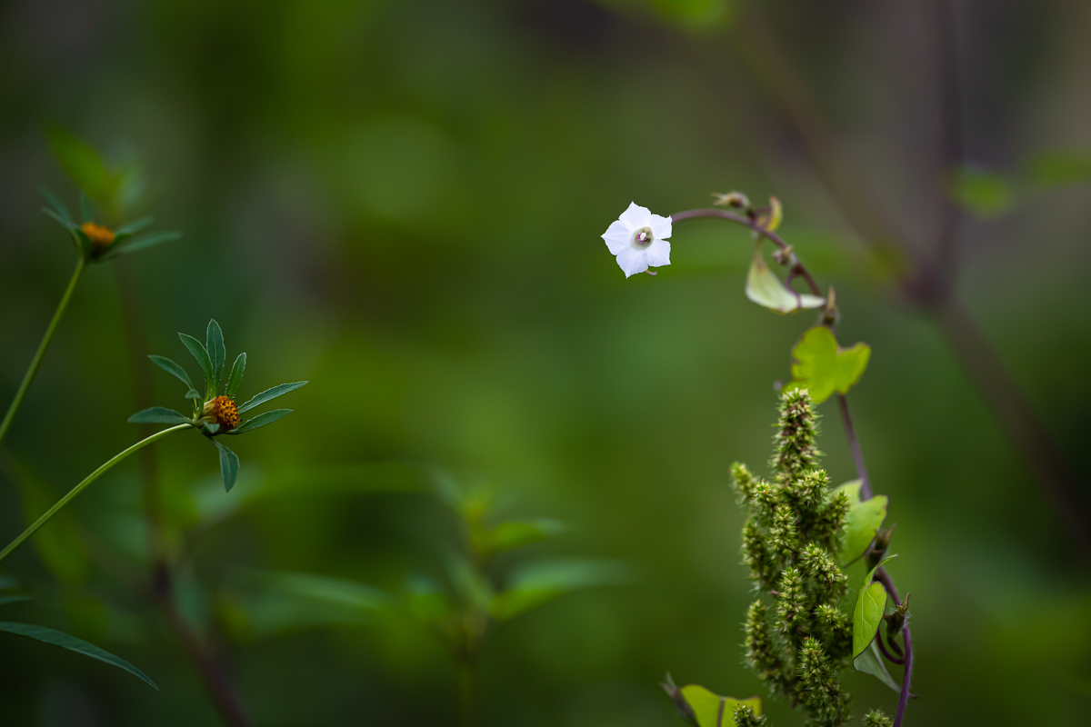 DSC_2312.jpg